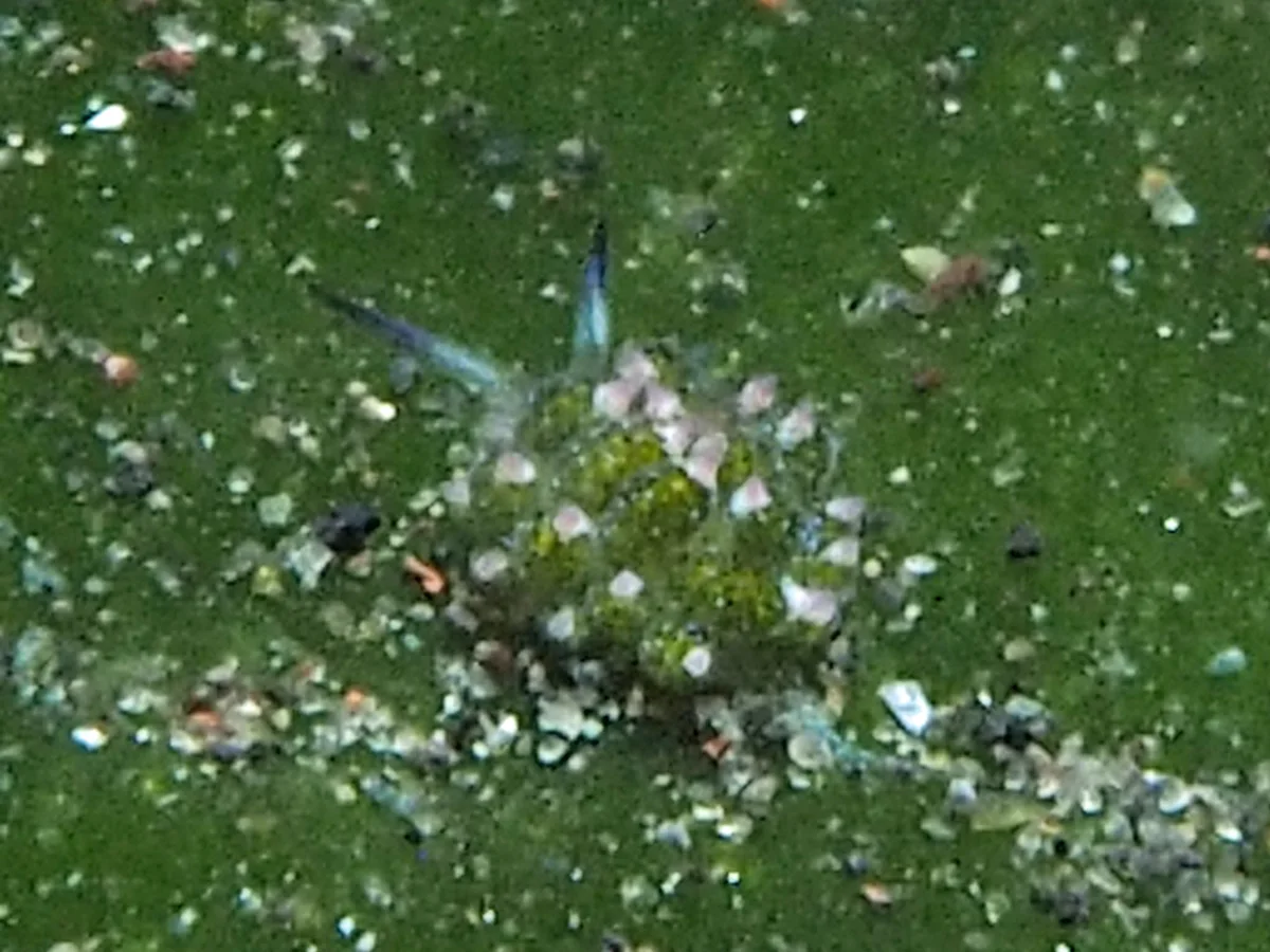Costasiella kuroshimae - Indonesia - Lembeh