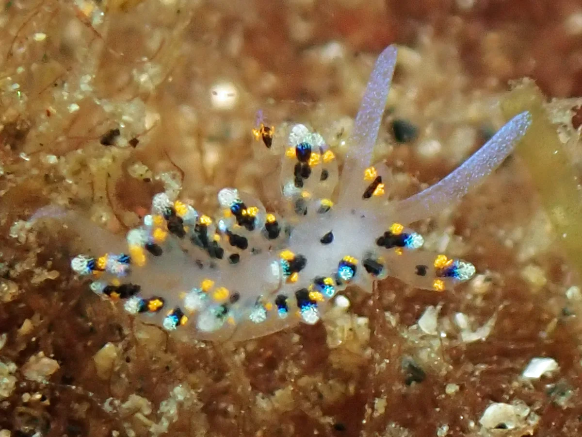 Costasiella sp 1 - Indonesia - Lembeh
