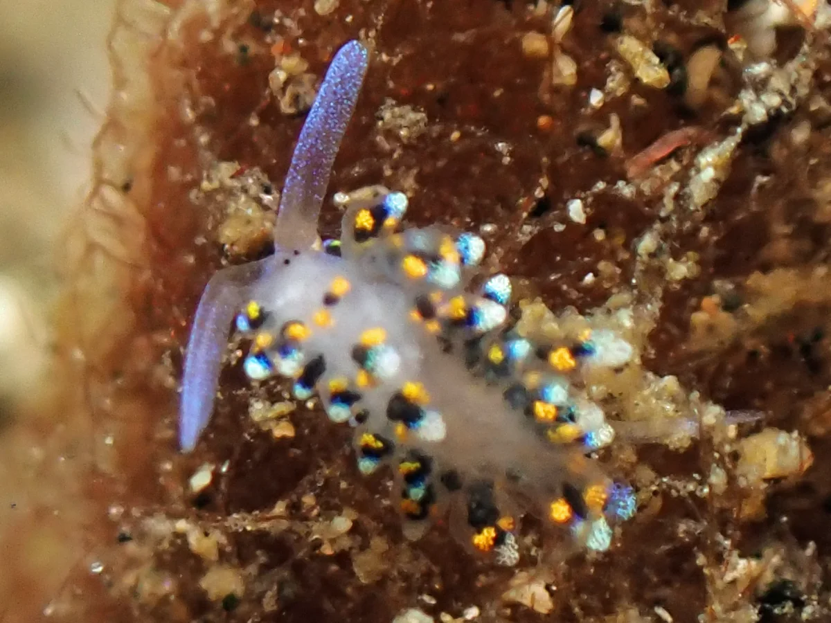 Costasiella sp 1 - Indonesia - Lembeh