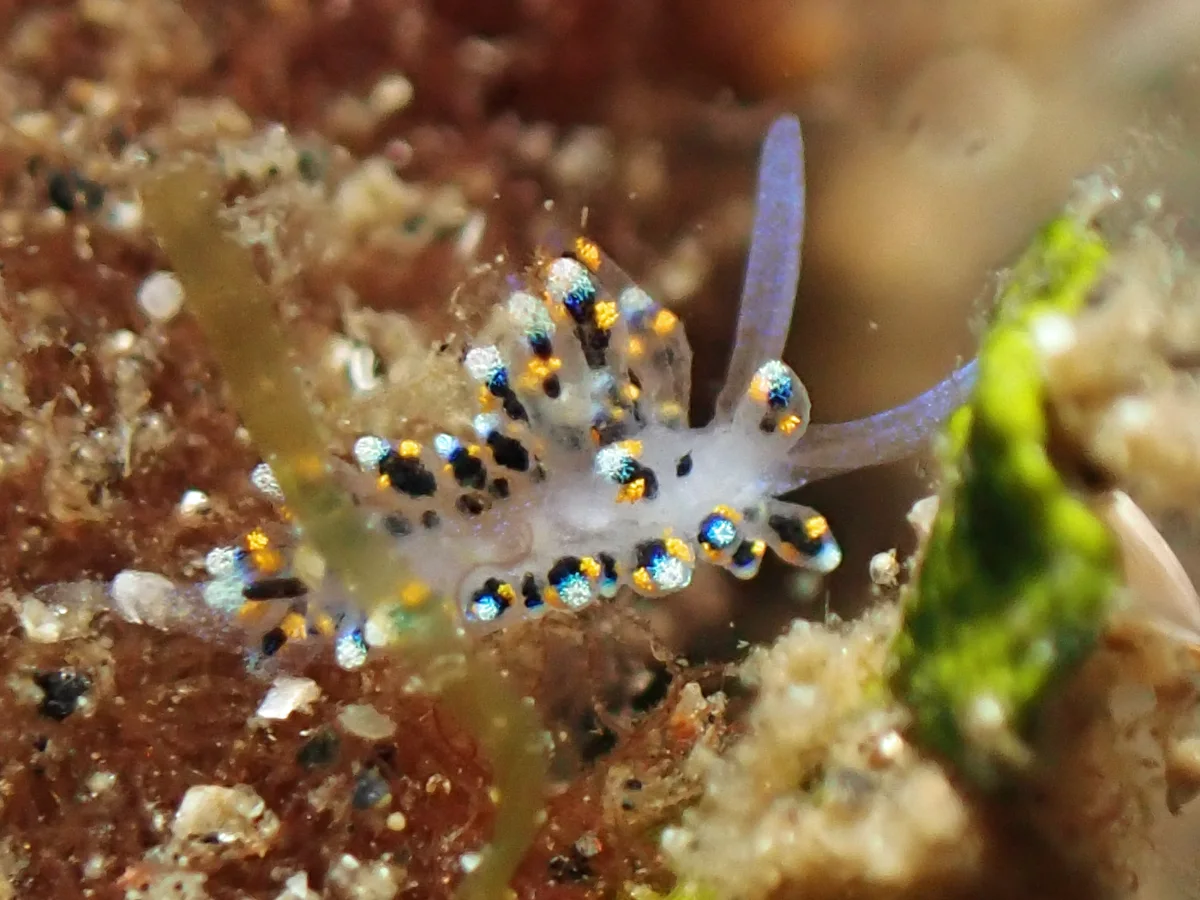 Costasiella sp 1 - Indonesia - Lembeh