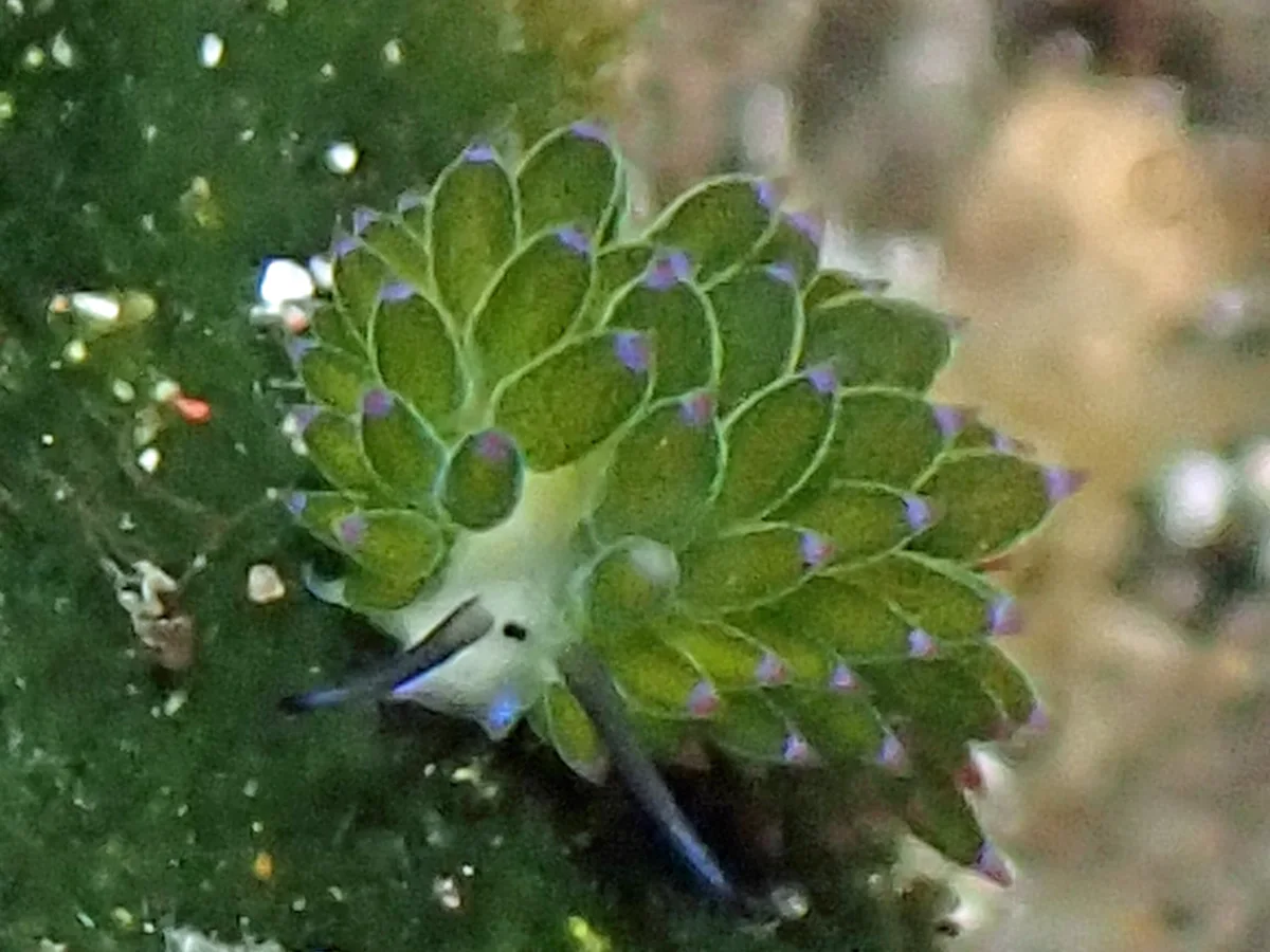 Costasiella sp 3 - Indonesia - Lembeh