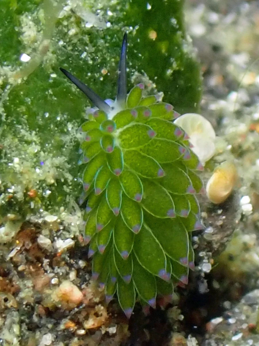 Costasiella sp 3 - Indonesia - Lembeh
