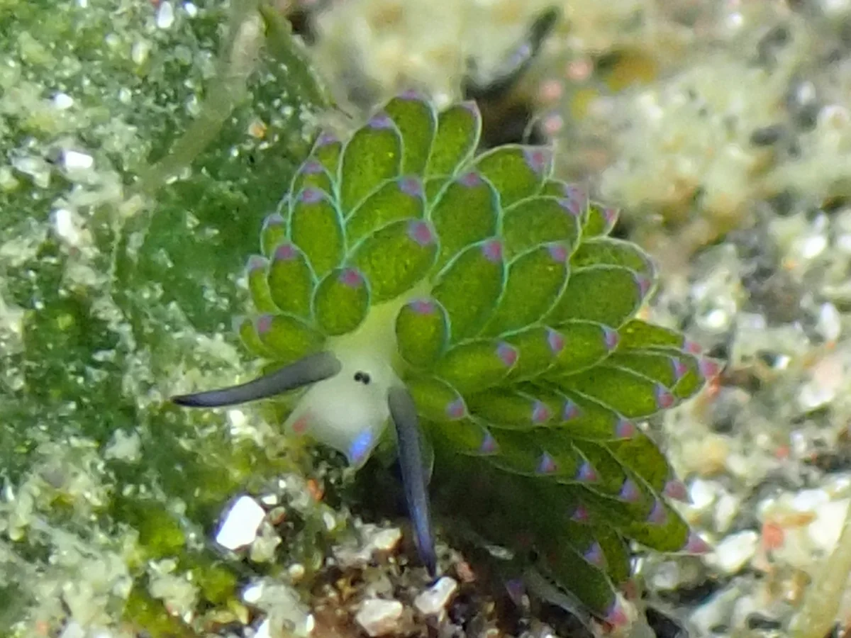 Costasiella sp 3 - Indonesia - Lembeh