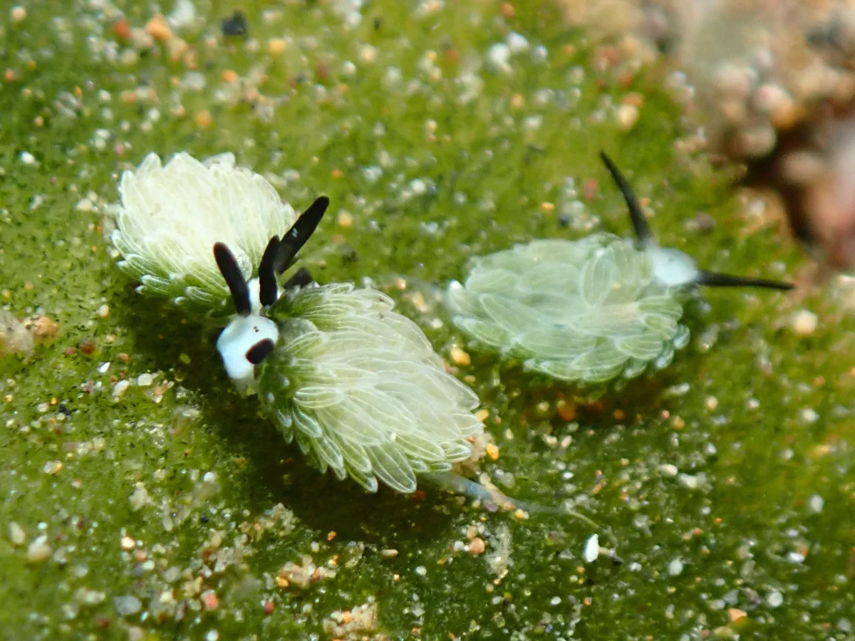 Costasiella usagi