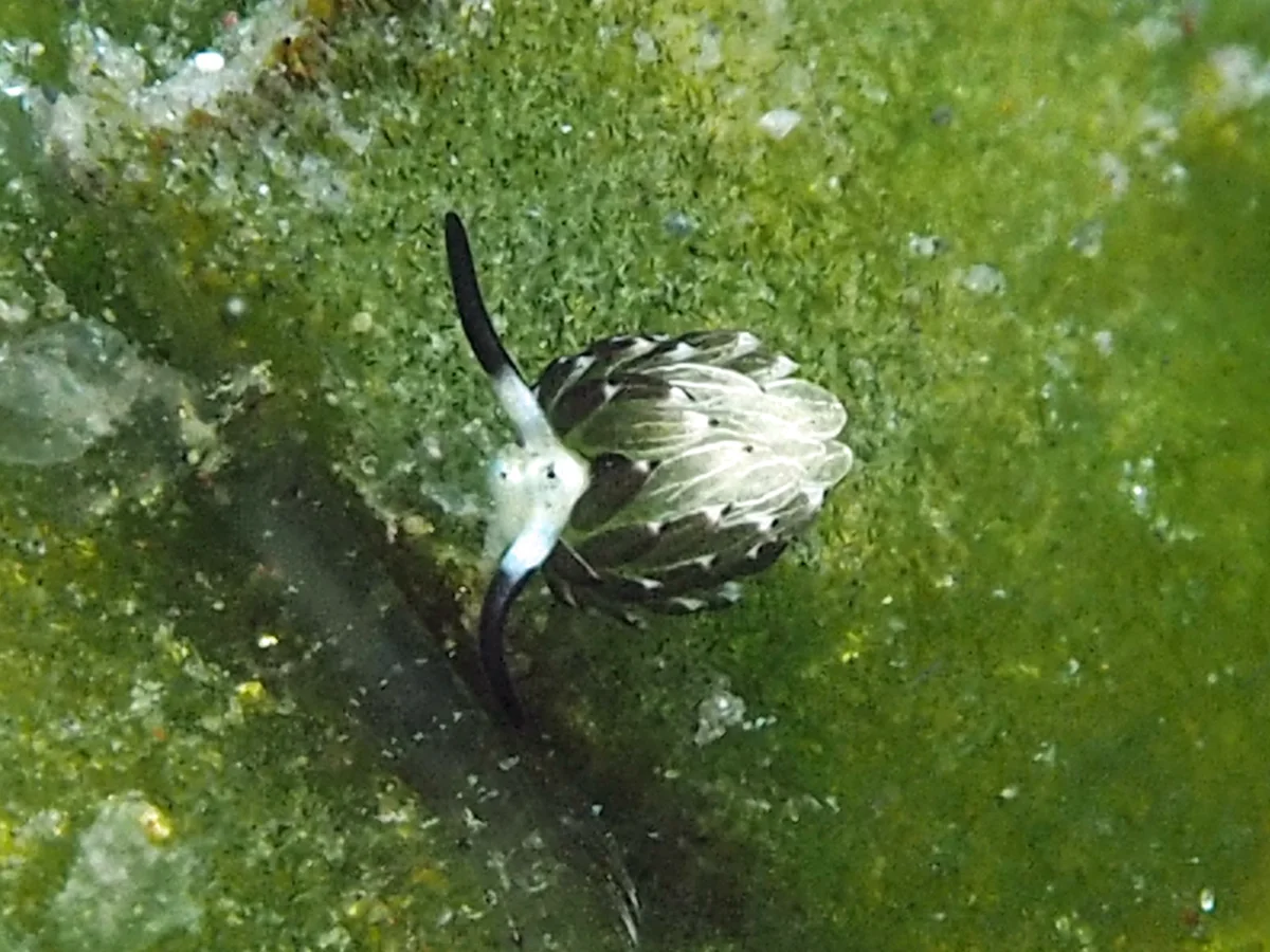 Costasiella usagi - Indonesia - Lembeh