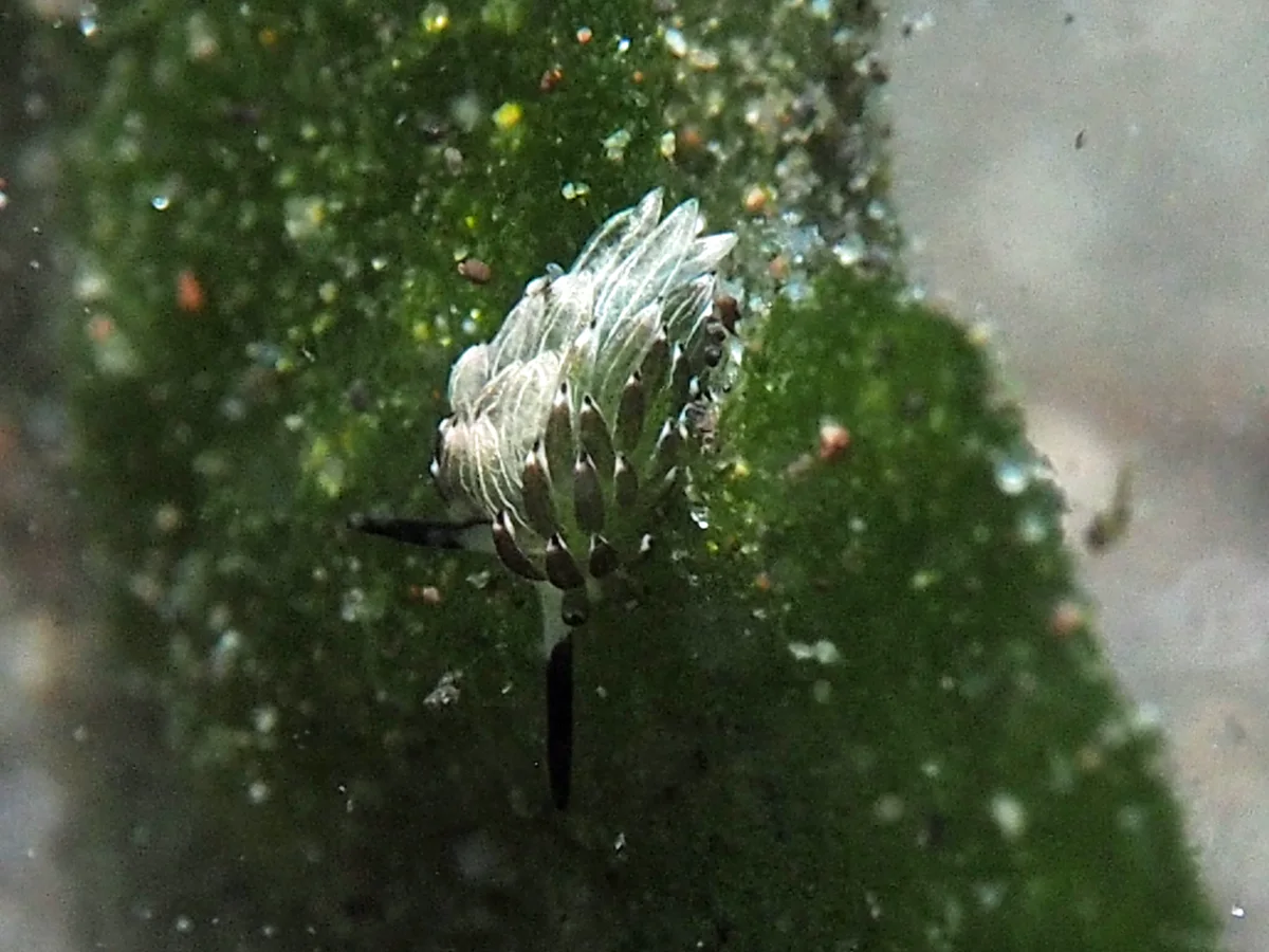 Costasiella usagi - Indonesia - Lembeh