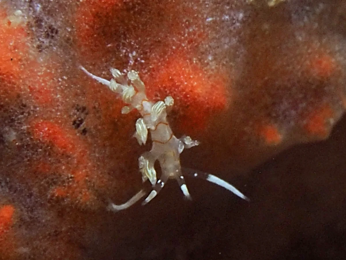 Cratena simba - Indonesia - Lembeh
