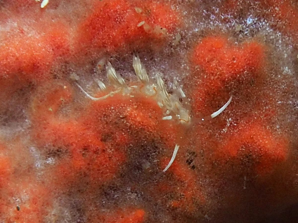 Cratena simba - Indonesia - Lembeh