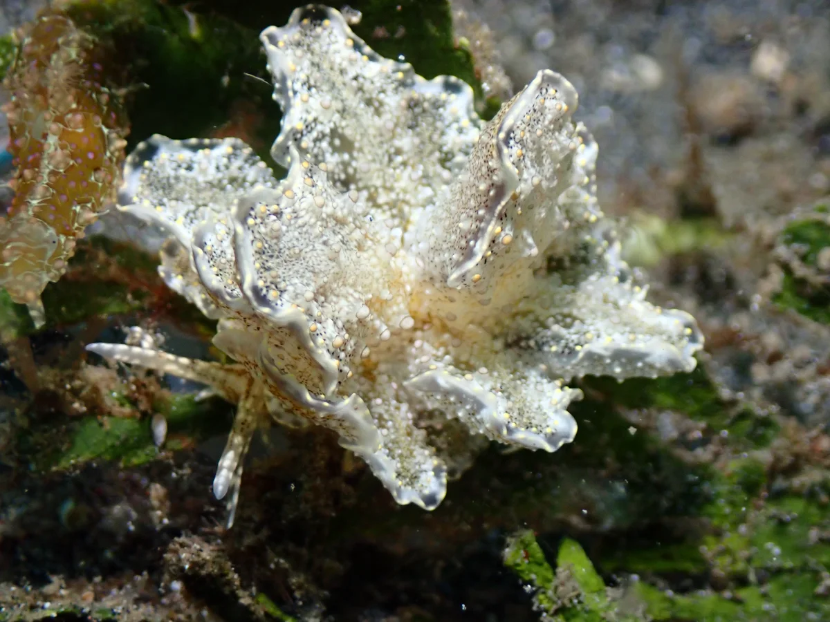 Cyerce blackburnae - Indonesia - Lembeh