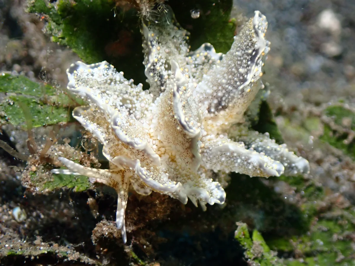 Cyerce blackburnae - Indonesia - Lembeh