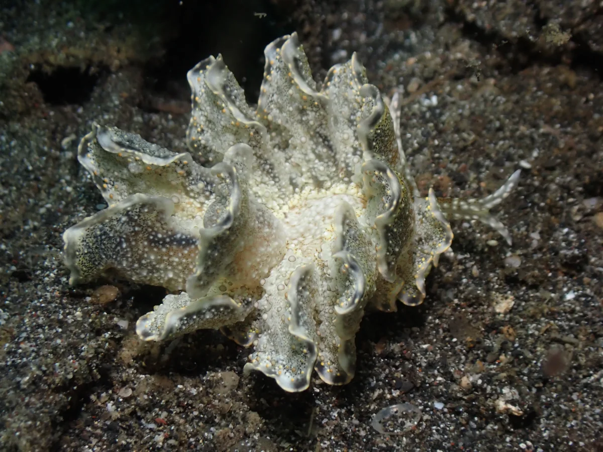 Cyerce blackburnae - Indonesia - Lembeh