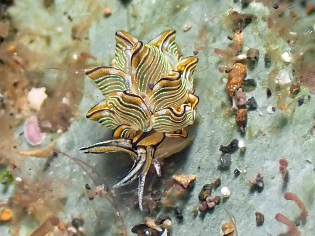 Cyerce nigra - Indonesia - Manado