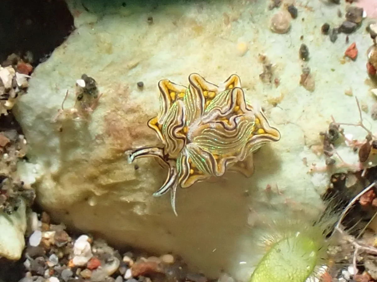 Cyerce nigra - Indonesia - Manado