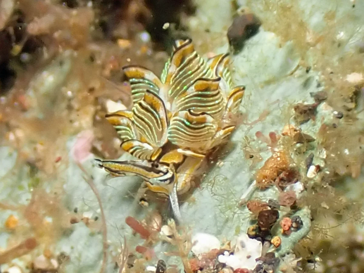 Cyerce nigra - Indonesia - Manado