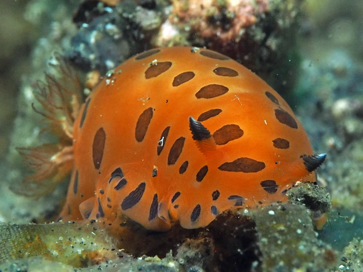 Dendrodoris guttata - Indonesia - Lembeh