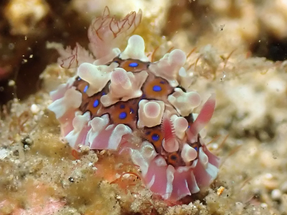 Dendrodoris krusensternii - Indonesia - Lembeh