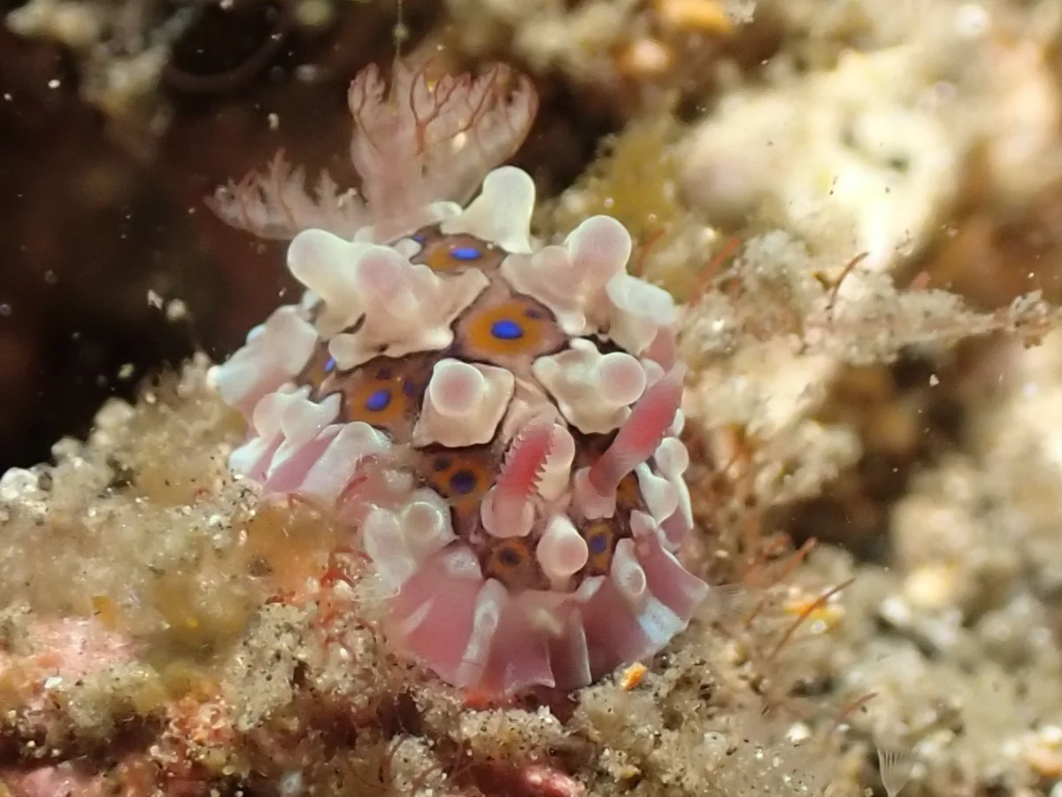 Dendrodoris krusensternii - Indonesia - Lembeh