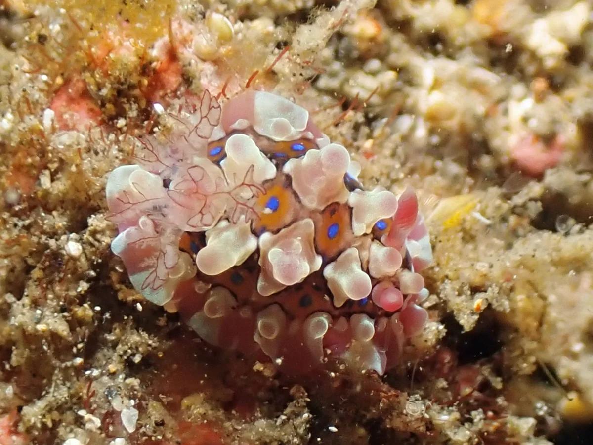 Dendrodoris krusensternii - Indonesia - Lembeh