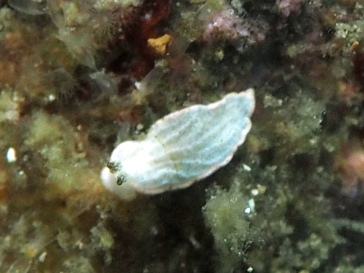Dermatobranchus fasciatus - Indonesia - Lembeh