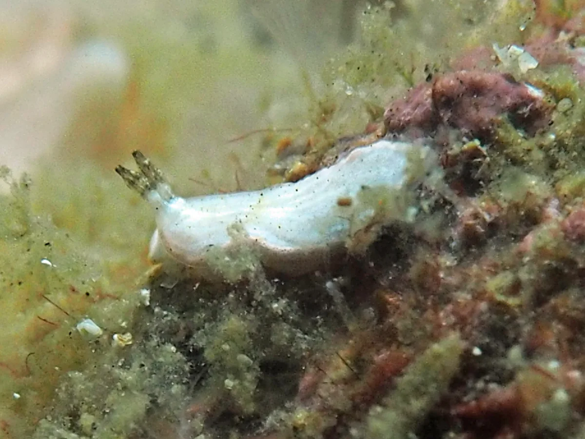 Dermatobranchus fasciatus - Indonesia - Lembeh