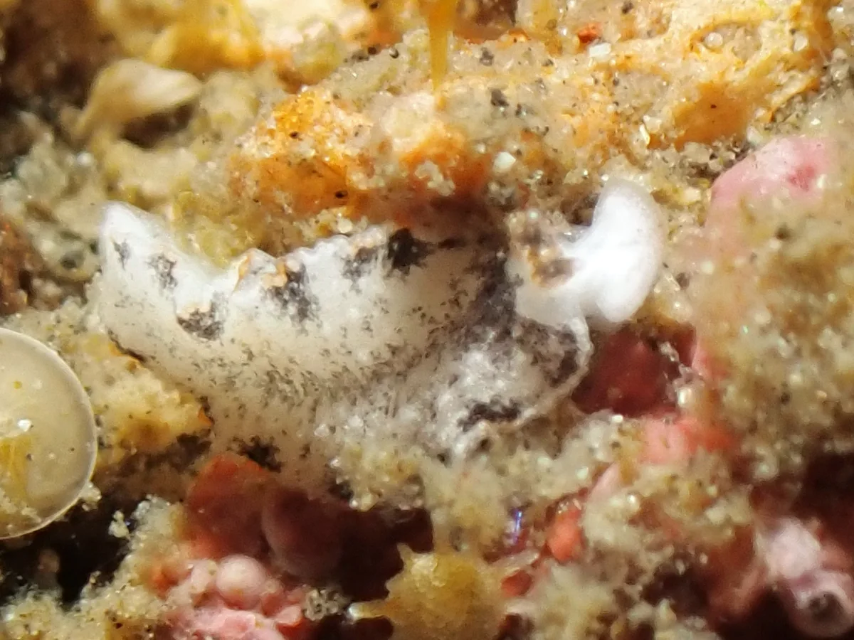 Dermatobranchus fortunatus - Indonesia - Lembeh