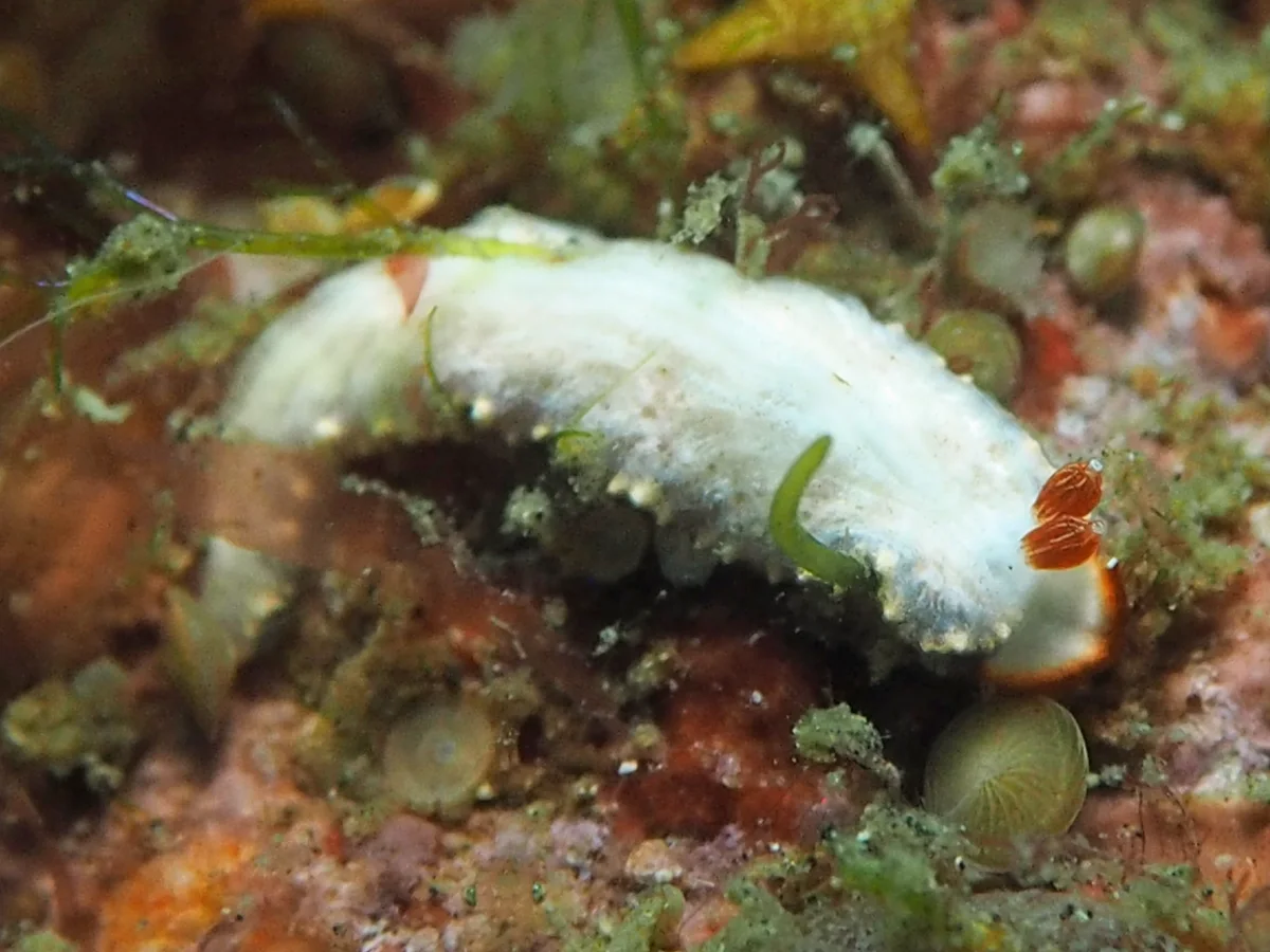 Dermatobranchus funiculus - Indonesia - Lembeh