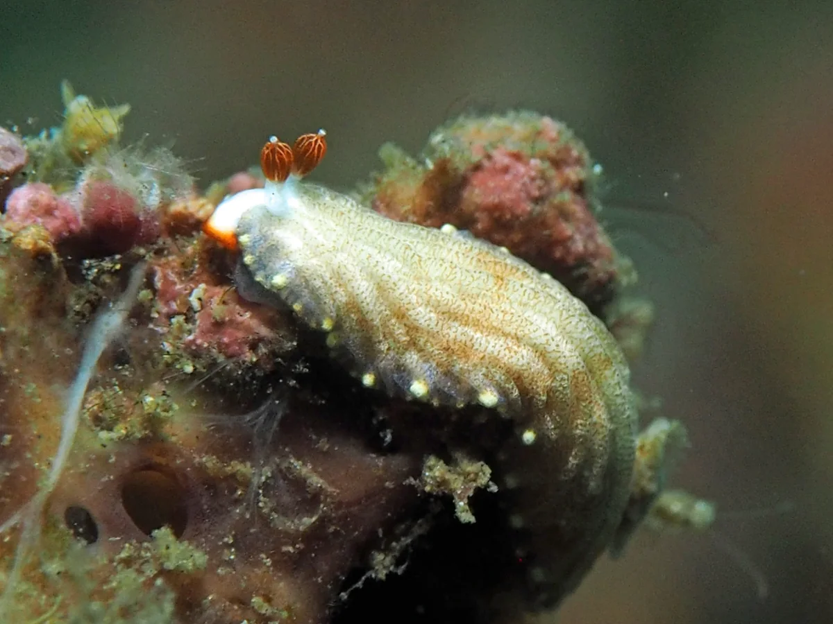 Dermatobranchus funiculus - Indonesia - Lembeh