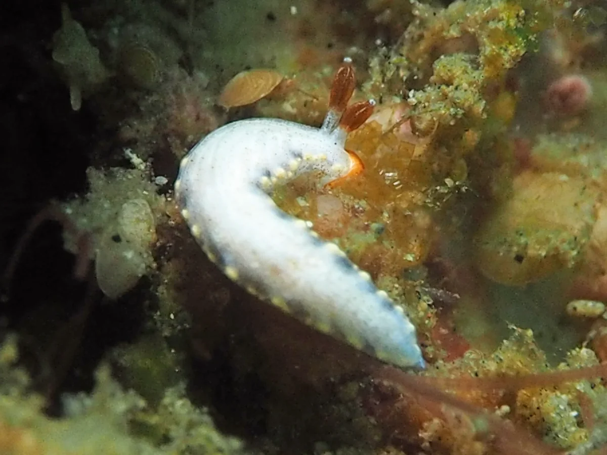 Dermatobranchus funiculus - Indonesia - Lembeh