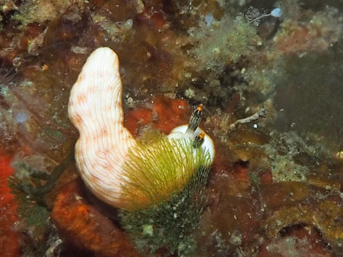 Dermatobranchus sp - Indonesia - Lembeh