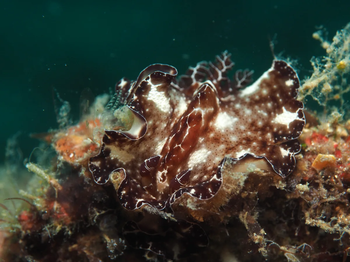 Discodoris boholiensis - Indonesia - Lembeh