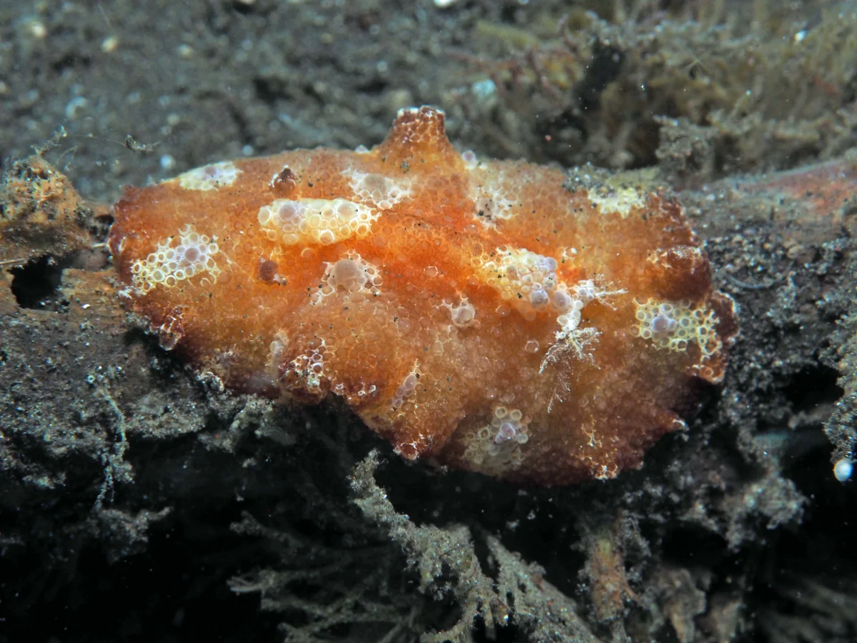 Discodoris cebuensis - Indonesia - Lembeh