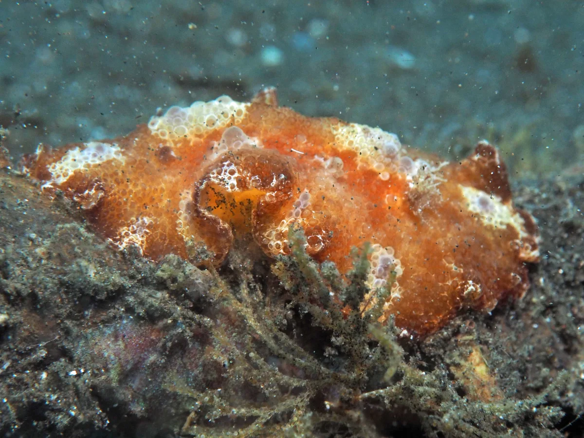 Discodoris cebuensis - Indonesia - Lembeh