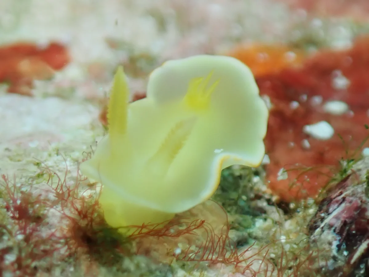 Diversidoris crocea - Philippines - Anilao