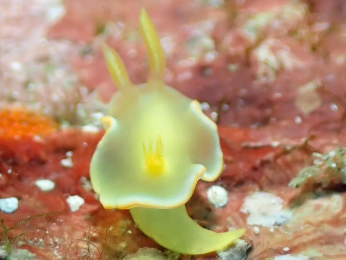 Diversidoris crocea - Philippines - Anilao