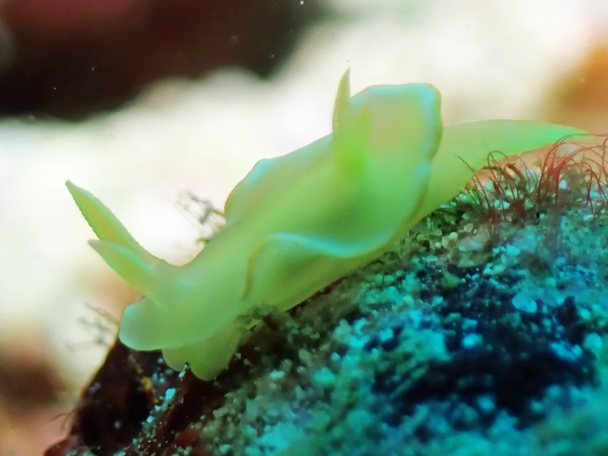 Diversidoris crocea - Philippines - Anilao