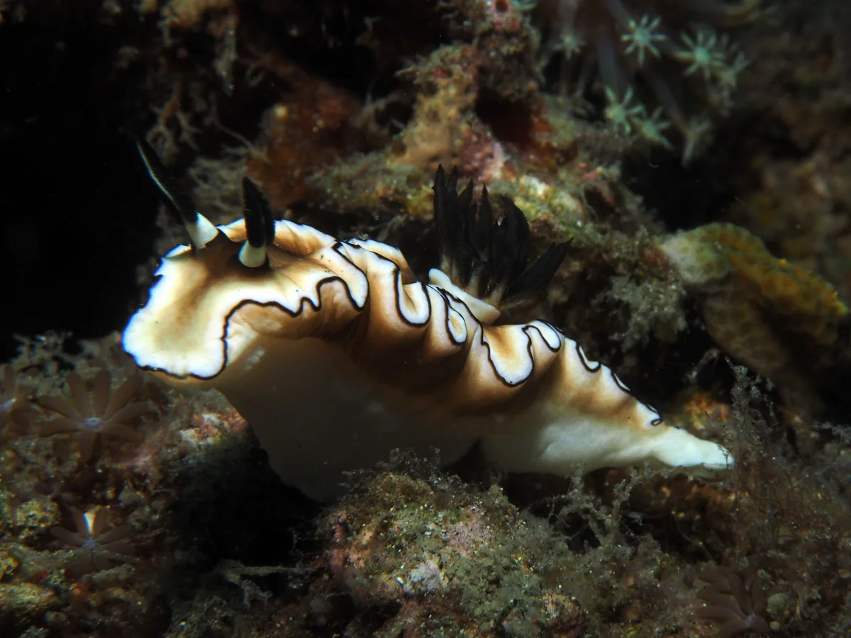 Doriprismatica atromarginata - Indonesia - Lembeh