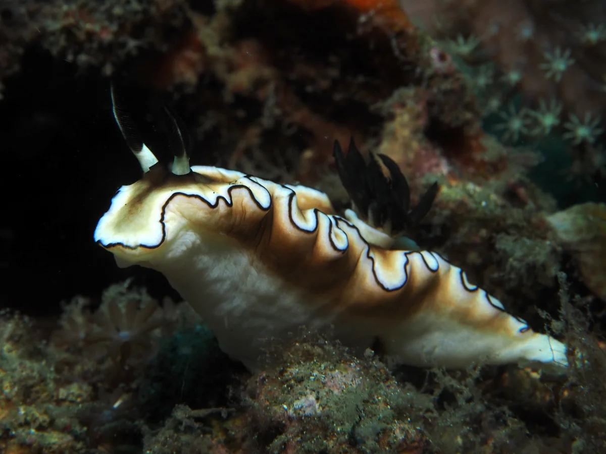 Doriprismatica atromarginata - Indonesia - Lembeh