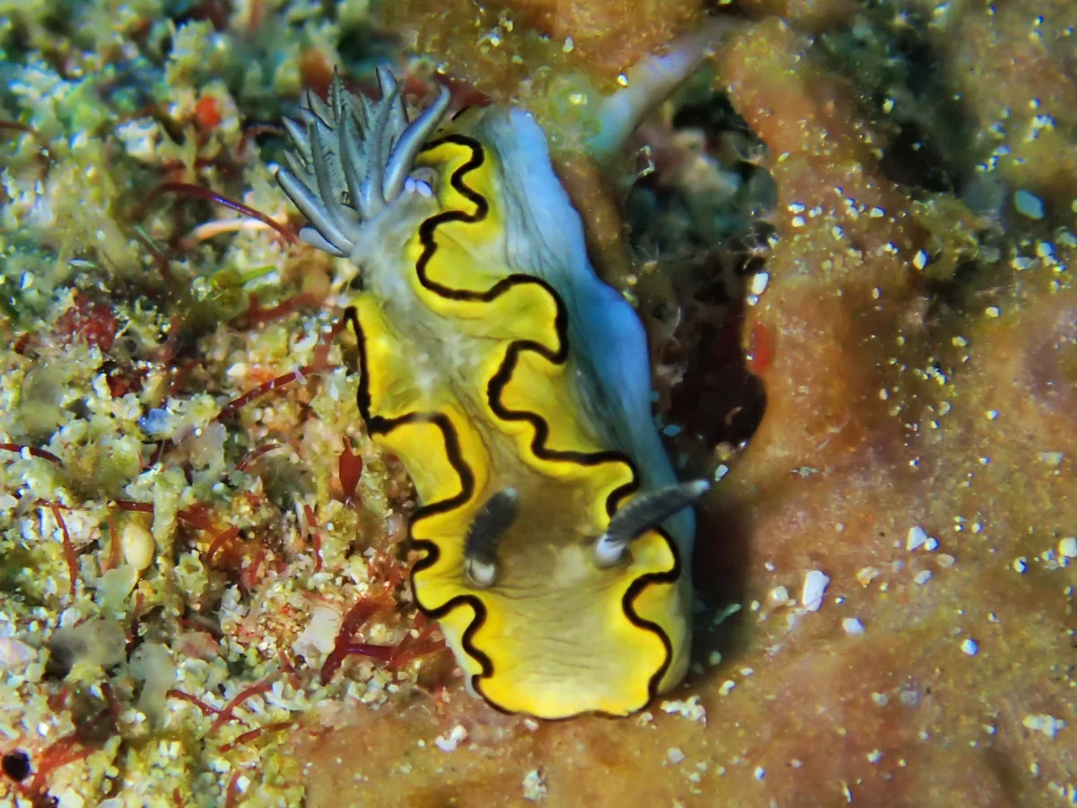 Doriprismatica plumbea - Mozambique - Tofo