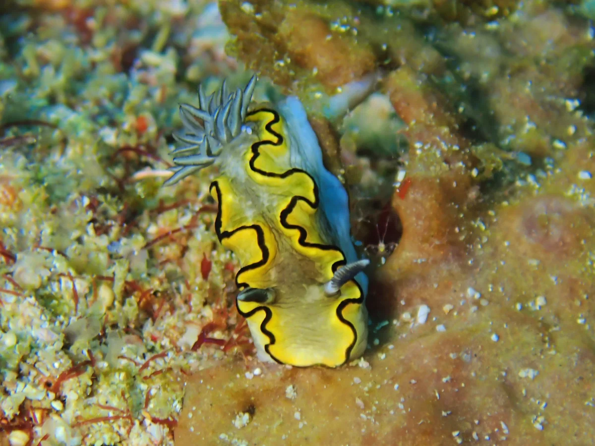 Doriprismatica plumbea - Mozambique - Tofo