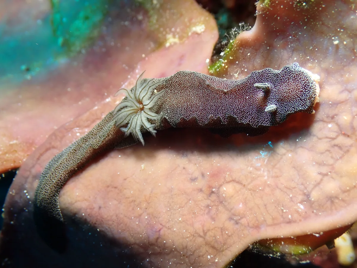 Doriprismatica stellata - Indonesia - Manado