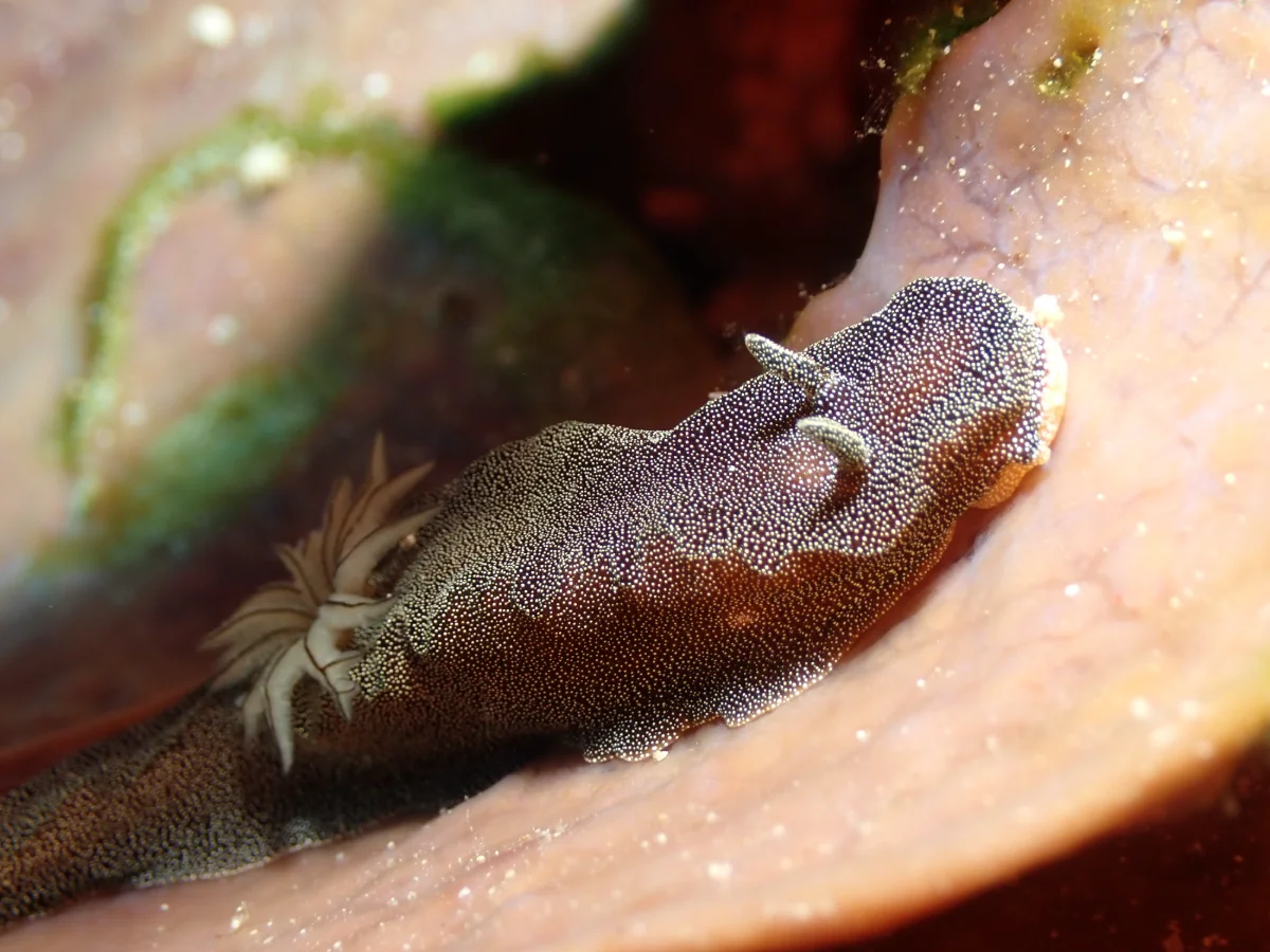 Doriprismatica stellata - Indonesia - Manado