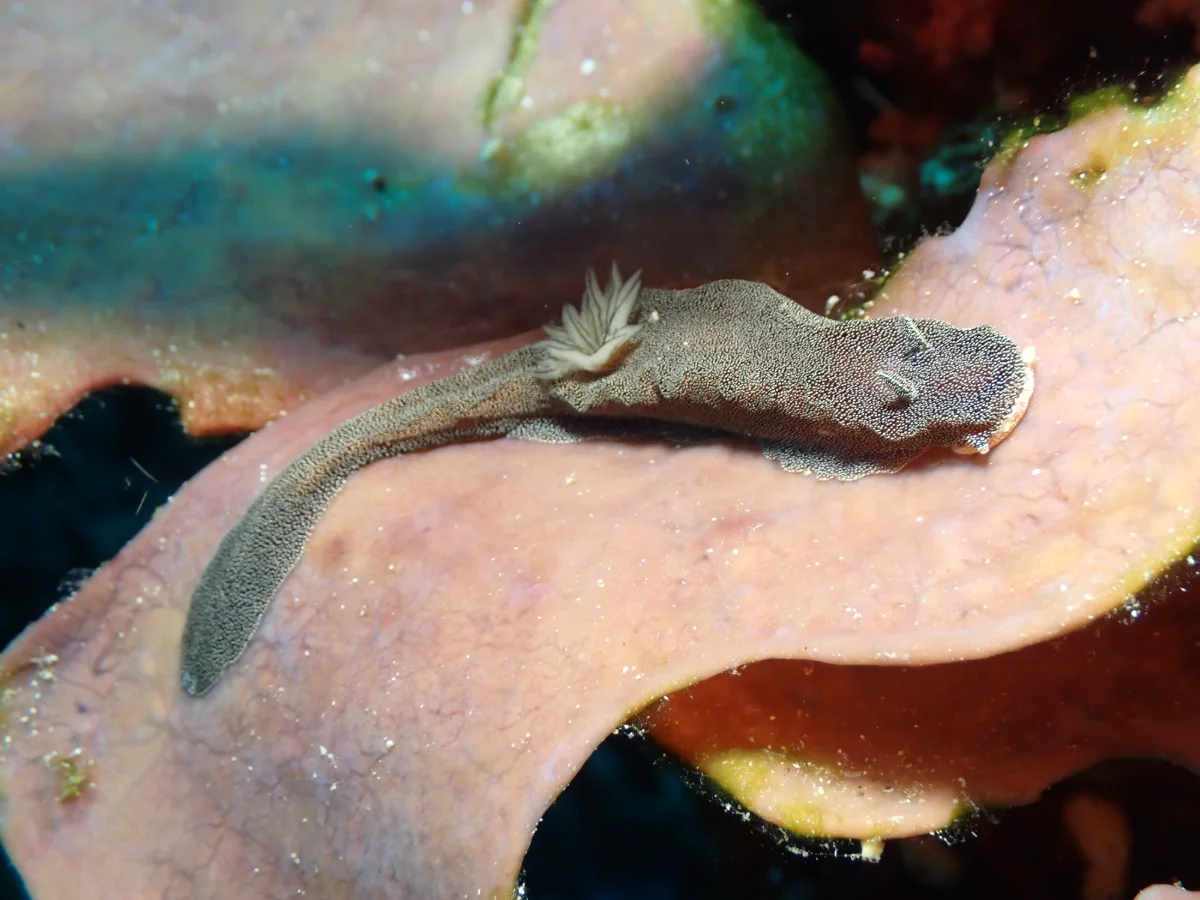 Doriprismatica stellata - Indonesia - Manado