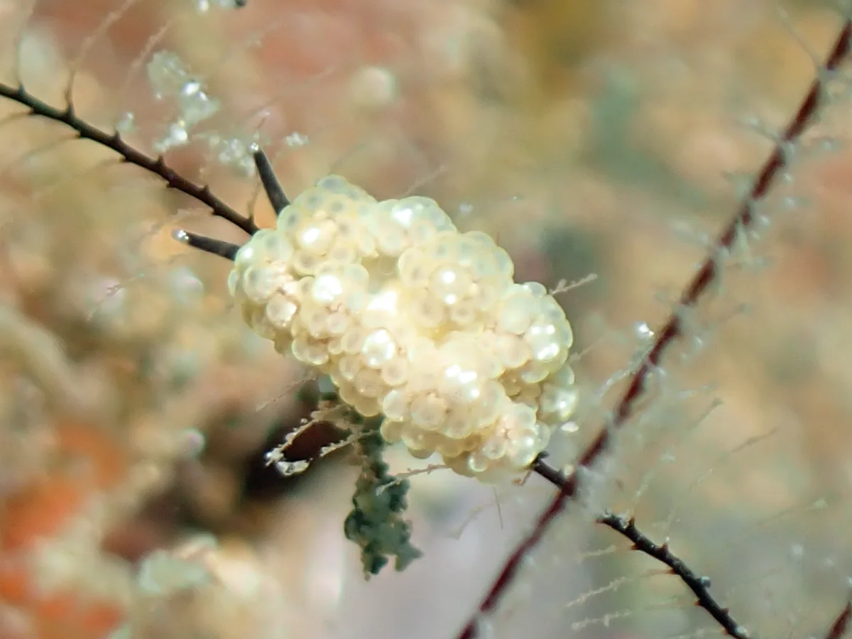 Doto racemosa - Philippines - Anilao