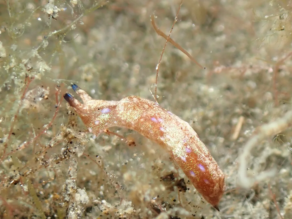 Elysia furvacauda - Indonesia - Lembeh