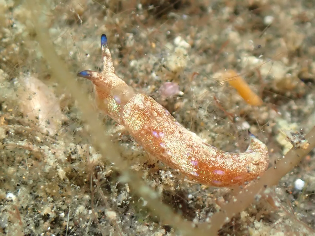 Elysia furvacauda - Indonesia - Lembeh