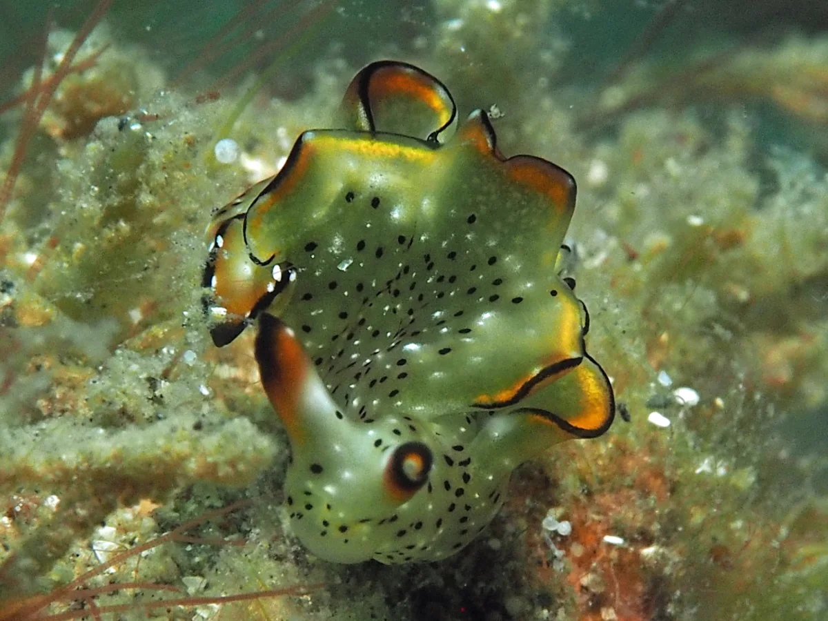 Elysia marginata - Indonesia - Lembeh