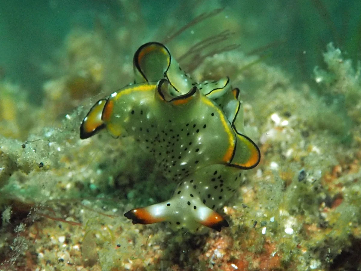 Elysia marginata - Indonesia - Lembeh