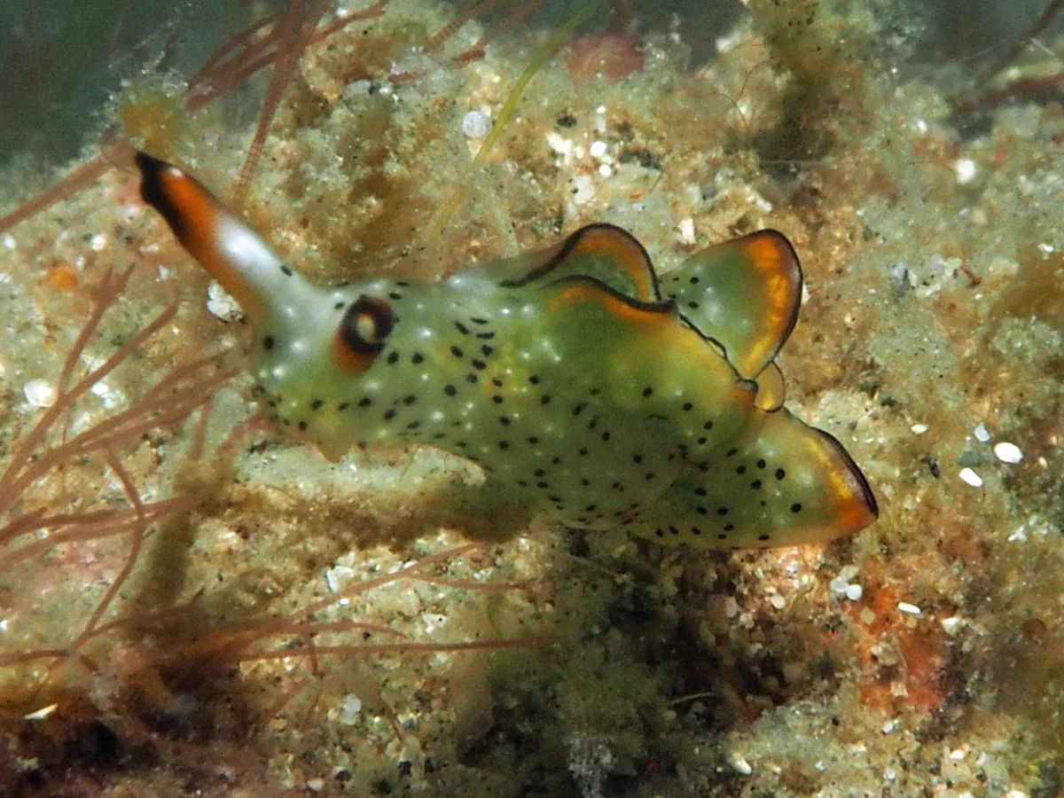 Elysia marginata - Indonesia - Lembeh
