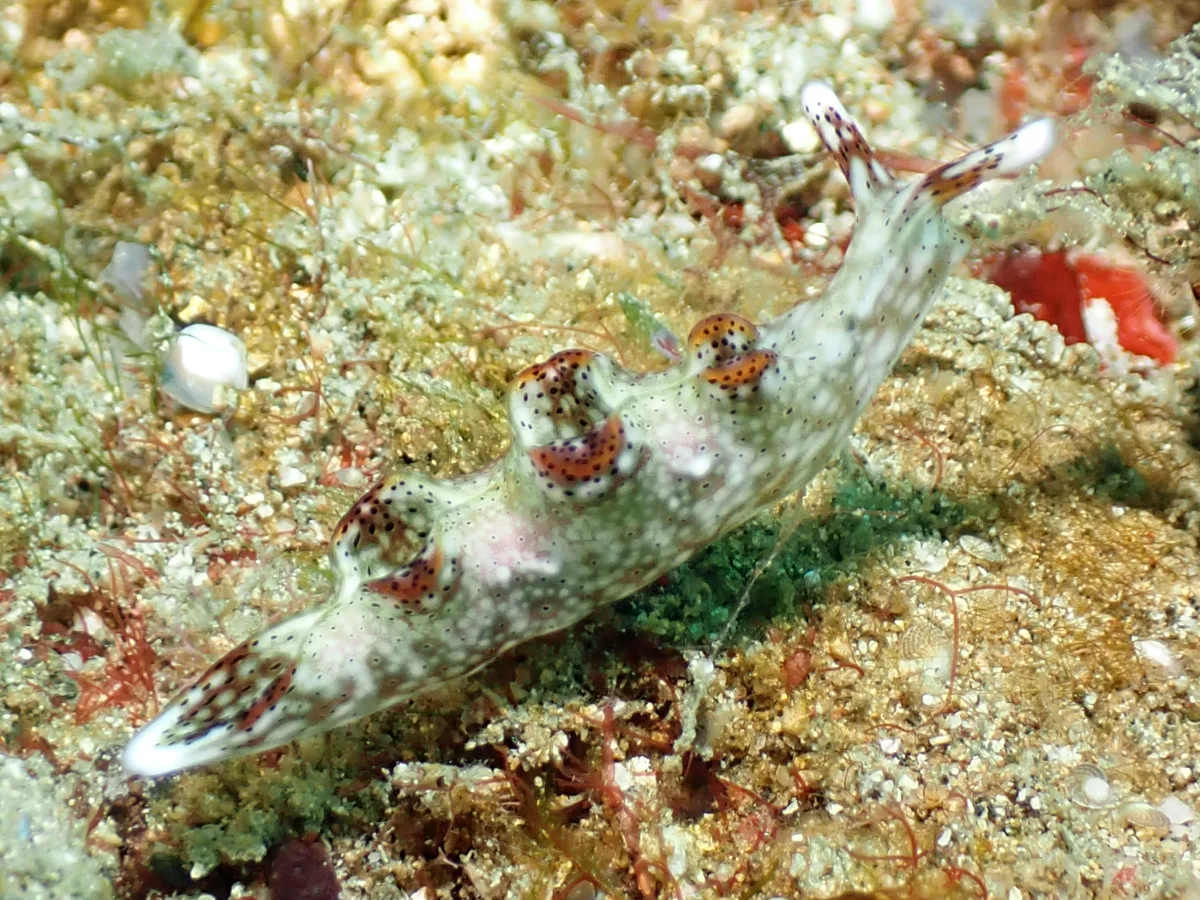 Elysia nigropunctata - Philippines - Anilao