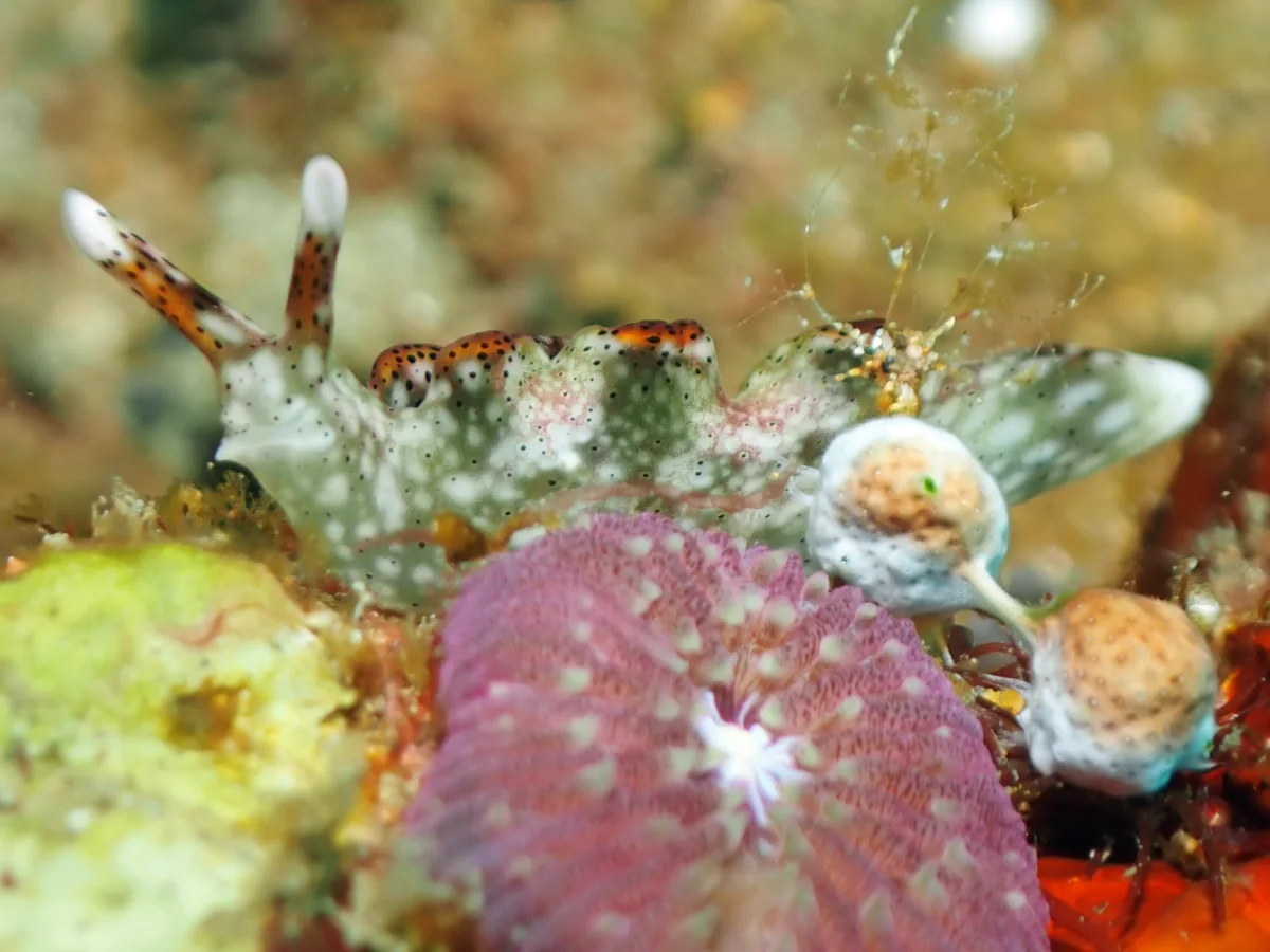 Elysia nigropunctata - Philippines - Anilao